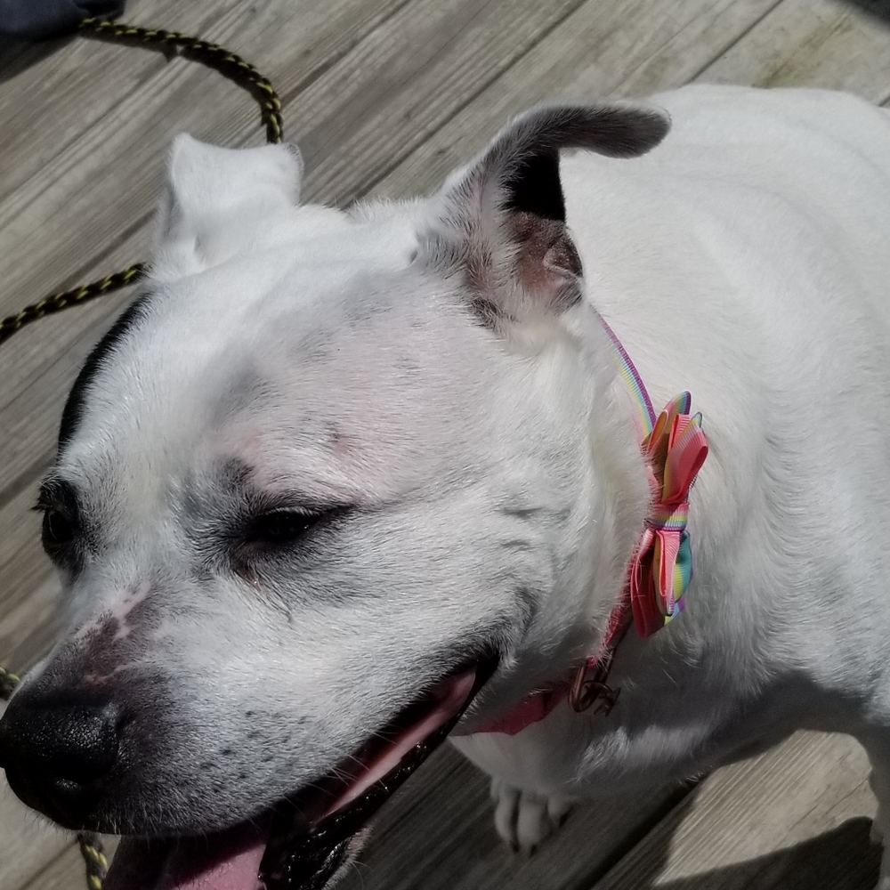 Bella - Picture 5 of 6